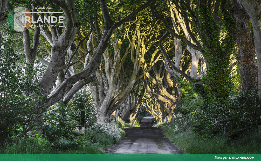 The Dark Hedges sur le comté d'Antrim